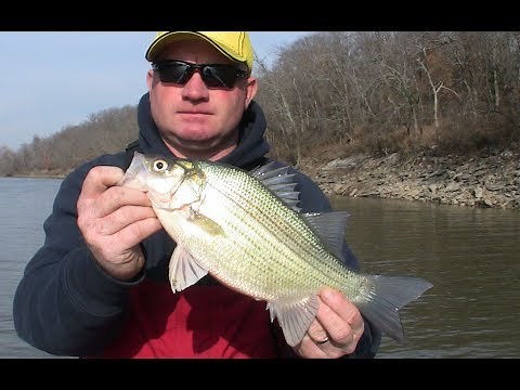 How to catch lots of WHITE BASS on soft plastic lures.