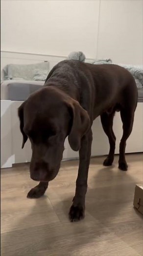 ⛔️ WARNING ⛔️ Kennel Cough symptoms to watch for with your dog