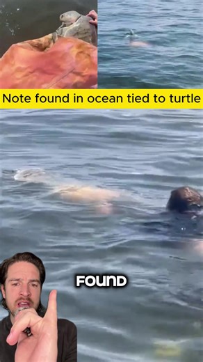 Note found in ocean tied to turtle #fyp | turtle