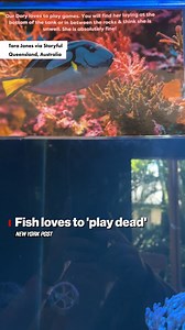 Some fish play dead as a behavioral strategy to attract other fish and then eat them. | New York Post Lifestyle