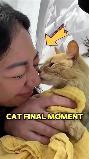 Cat say goodbye before death