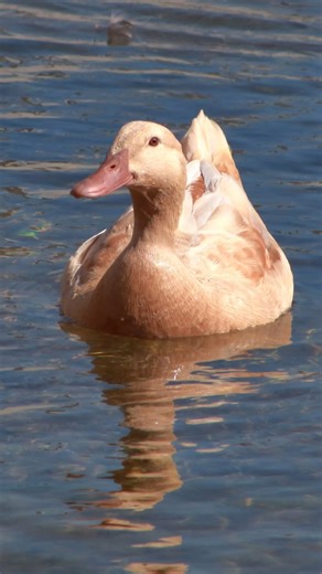 29 reactions · 7 comments | Let’s celebrate our breed of the week! 拾...