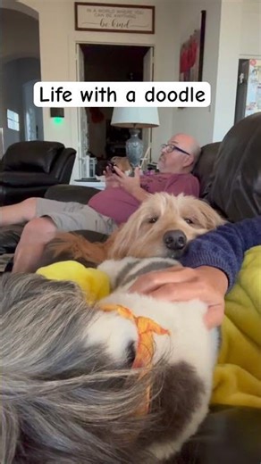 Doodle is the sweetest #dog #puppy #dogbreed #chewy #dogshorts #petshub #doggie