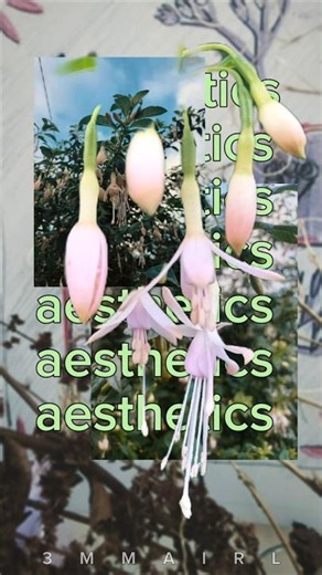 aesthetics 🌸 DIGITAL COLLAGE 🌸