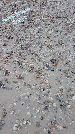 Virtual Shelling at Florida Beaches - Seashells Galore!