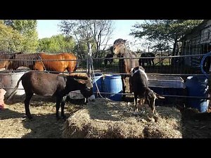 ЖИЗНЬ НА ФЕРМЕ // ОСЛИЦА И КОЗА // Horses, Donkeys & Katrin Super Life