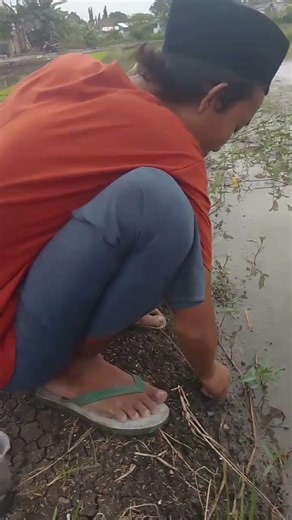 Effective Ways to Open Snail Shells Using Simple Tools