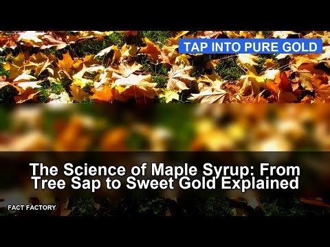 The Science of Maple Syrup: From Tree Sap to Sweet Gold Explained