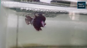381K views · 2.4K reactions | O peixe Betta (Betta splendens) é um dos peixes ornamentais mais incríveis e fáceis de cuidar, de origem asiática, este animal vive em bermas dos campos de arrozais e o seu maior diferencial é a agressividade, não é à toa que é popularmente chamado de "peixe-de-briga". Mais informações https://www.aquaa3.com.br/2018/03/video-reproducao-peixe-betta-splendens.html | Aquarismo AquaA3 | Facebook