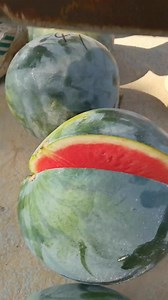 Fresh Watermelon Cutting skill #reels #watermelon #freshwatermelon #watermeloncutting #fruitfulharvesting #freshfruits #fruits #farming #farmer #vegan #viral #trending | Fruitfulharvesting