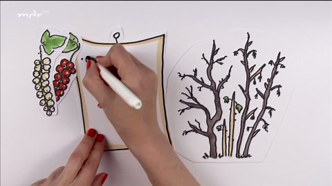 MDR Garten: Johannisbeeren richtig schneiden