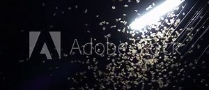 Mayfly termite playing and flying with electric light at night after rain