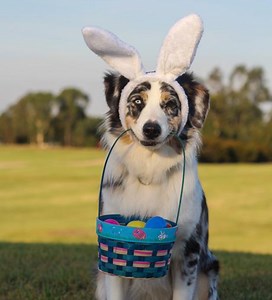 Help, My Dog Ate Chocolate Eggs! - Dog Discoveries