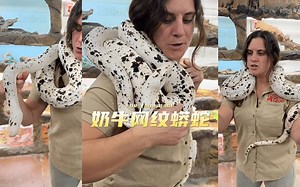 奶牛网纹蟒蛇（Cow Reticulated Pythons）惊艳至极的美丽生物!