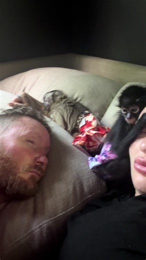 Spider Monkey and Capuchin Monkey Life