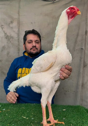 Discover the Majestic Shamo Chicken Breeds