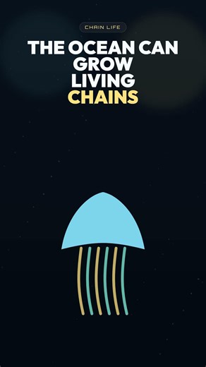 Why Do Salps Form Glowing Living Chains in the Ocean? 🔗 #Shorts