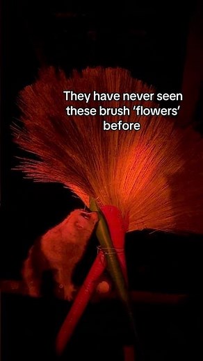 An unusual enrichment for our Vietnamese Pygmy loris & Bengal slow loris