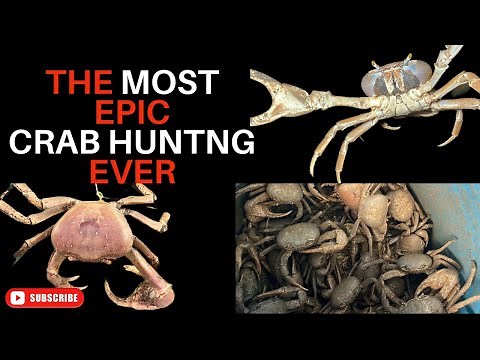 The Ultimate CRAB Hunting Experience
