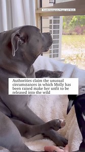 It was an unlikely friendship, a magpie named Molly and Peggy the Staffordshire bull terrier but their antics have been a hit on Instagram. Now the pair have been separated, with Molly now in the care of DESI. WATCH| STORY : https://bit.ly/3U1xP6h | Daily Telegraph