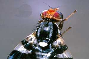 The Blueberry Maggot