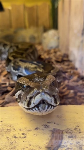 Zoo African Safari - Officiel on Instagram: "[Jour 19 - Arrivée d’une nouvelle espèce 🐍] Aujourd’hui, Lucie, vétérinaire au parc, ouvre sa case du calendrier ! Elle vous emmène avec elle pour accueillir une nouvelle espèce au sein du parc 🐍✨ Alors… de qui s’agit-il ? 👉 D’un python birman ! Classé Vulnérable sur la Liste rouge de l’UICN, ce serpent peut atteindre 3 à 5 mètres de long et peser jusqu’à 70 à 100 kg. Rendez-vous demain pour découvrir la prochaine case du calendrier 🎁✨ #calendrier