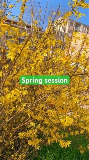 Golden Spring Moments 🌼 | Quick Session