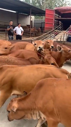 Improved Beef Calves Farming – Profitable Rural Business Opportunity 🐄💰