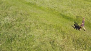 Drone shot of woman with pet black Labrador dog walking away from camera on Streatley Hill in West Berkshire UK through summer field with village in background