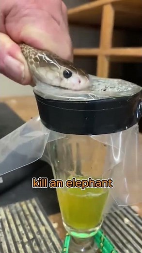 How Deadly Is the King Cobra Really?