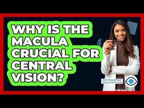 Why Is The Macula Crucial For Central Vision?