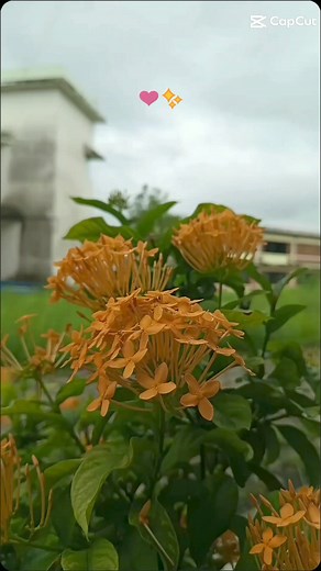 For you 🌻💚 | Nitesh Chaudhary