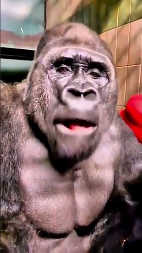 Mumu Comedy Highlights: The Best of the Worst