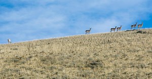 Pronghorn Hunting