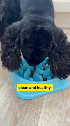 43K views | Dog food that does more ✨ Upgrade your dog’s bowl with Rocketo:  Air-dried, not baked or blasted  No fillers, nasties or nonsense ⭐️ Loved by dogs, trusted by vets Try it today and save 20% with REALLYGOOD20  | Rocketo | Facebook