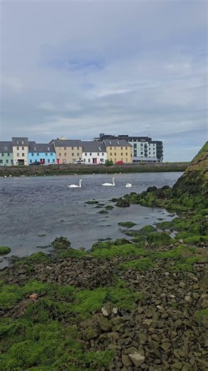 Have you fed the swans? What's the weirdest bird you ate? #galwaycity #muteswans #celticfolklore