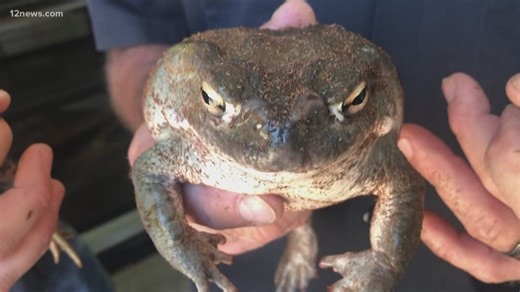 'Violent stomach illness': Toads and mushrooms pose Arizona health threat during monsoon