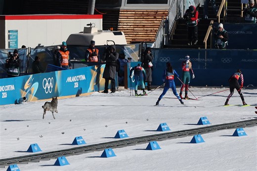 Olympics 2026: Dog unexpectedly crashes cross-country ski race