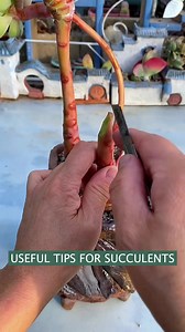 175K views · 5.8K reactions | Great tips for your succulents 華 | Succulents | Facebook