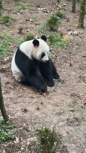 Panda digs and eats bamboo shoots on its own, self-sufficient #panda #funnypanda