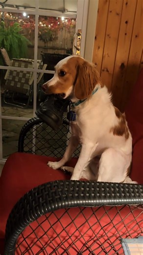 Cooper! Stahp! My shoes!! | Dean Johnson