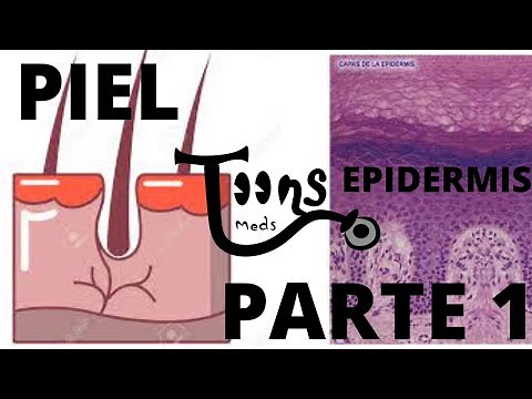 HISTOLOGÍA: PIEL (Parte 1) GENERALIDADES,CÉLULAS,ESTRATOS DE LA EPIDERMIS. MedsToons