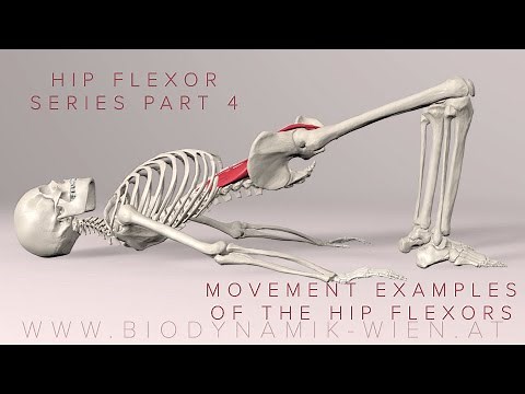 Hip Flexor Series Part 4: Hip Flexors in Action (3D Animation)