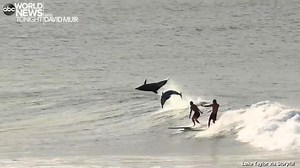 SURF SURPRISE: A nature photographer in New South Wales, Australia, captured the moment surfers danced with dolphins in Byron Bay, with the playful animals showing off during an unforgettable set. https://abcn.ws/39Rc6Uv | ABC World News Tonight with David Muir