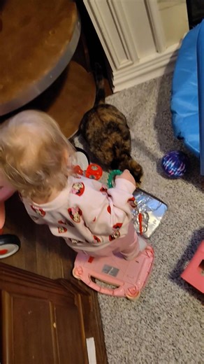 The cats have to b by her side n socks is dark one n shell play with Luna's toys it's funny. An the big one u seen white n tan that's my big boy he used to lay on my belly he loves Luna it's sweet. | Dawn Johnson