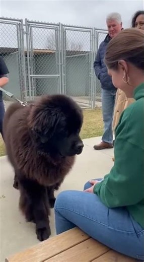 Dog Chooses Its Human Heartwarming Shelter Adoption Moment 🐶❤️