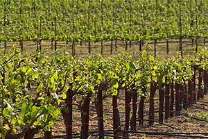 Our Vineyards - V. Sattui Winery