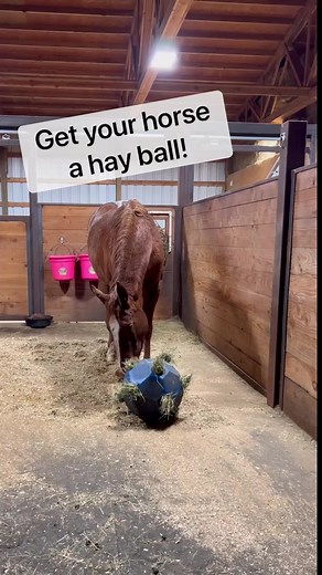 504K views · 8.8K reactions | Zeena loves her hay ball! They’re made specifically for horses! ♥️ #horses #hayball #farmlife | Double Z Farm | Facebook