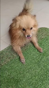 😂 #trending #viral #shorts #subscribe #support #like #pomeranian