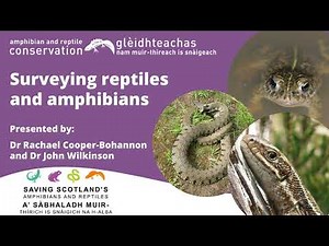 Surveying reptiles and amphibians February 2024